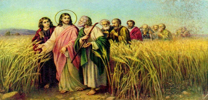 Yesus menjelaskan makna Perumpamaan Lalang diantara gandum/ Ilustrasi dari: www.hidupkatolik.com